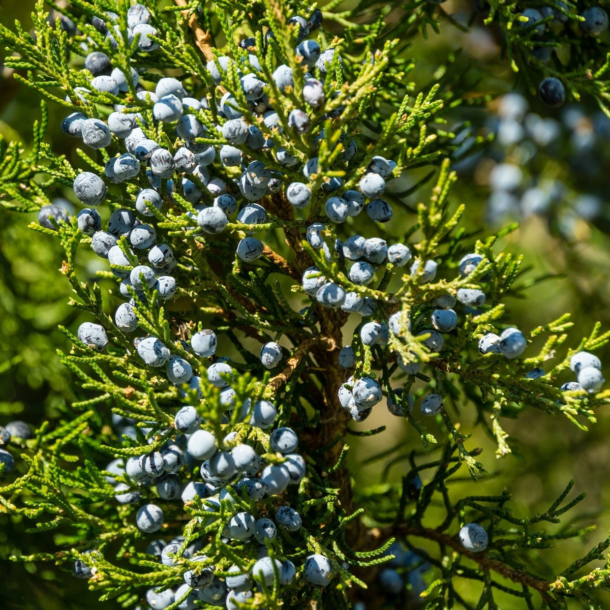 Borievka virginská - Juniperus virginiana - predaj semien - 15 ks