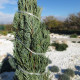 Borievka virginská - Juniperus virginiana - predaj semien - 15 ks