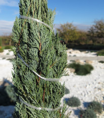 Borievka virginská - Juniperus virginiana - predaj semien - 15 ks