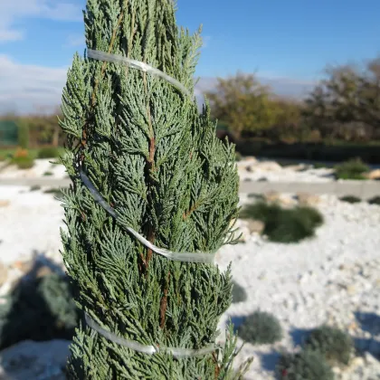 Borievka virginská - Juniperus virginiana - predaj semien - 15 ks