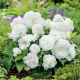 Begónia Nonstop biela - Begonia tuberhybrida - predaj cibuľovín - 2 ks