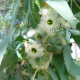 Eukalyptus Alba - semiačka - 9 ks