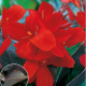 Kana Black Knight - Canna - cibuľovín na predaj - 1 ks