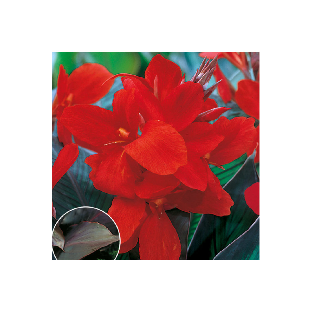 Kana Black Knight - Canna - cibuľovín na predaj - 1 ks