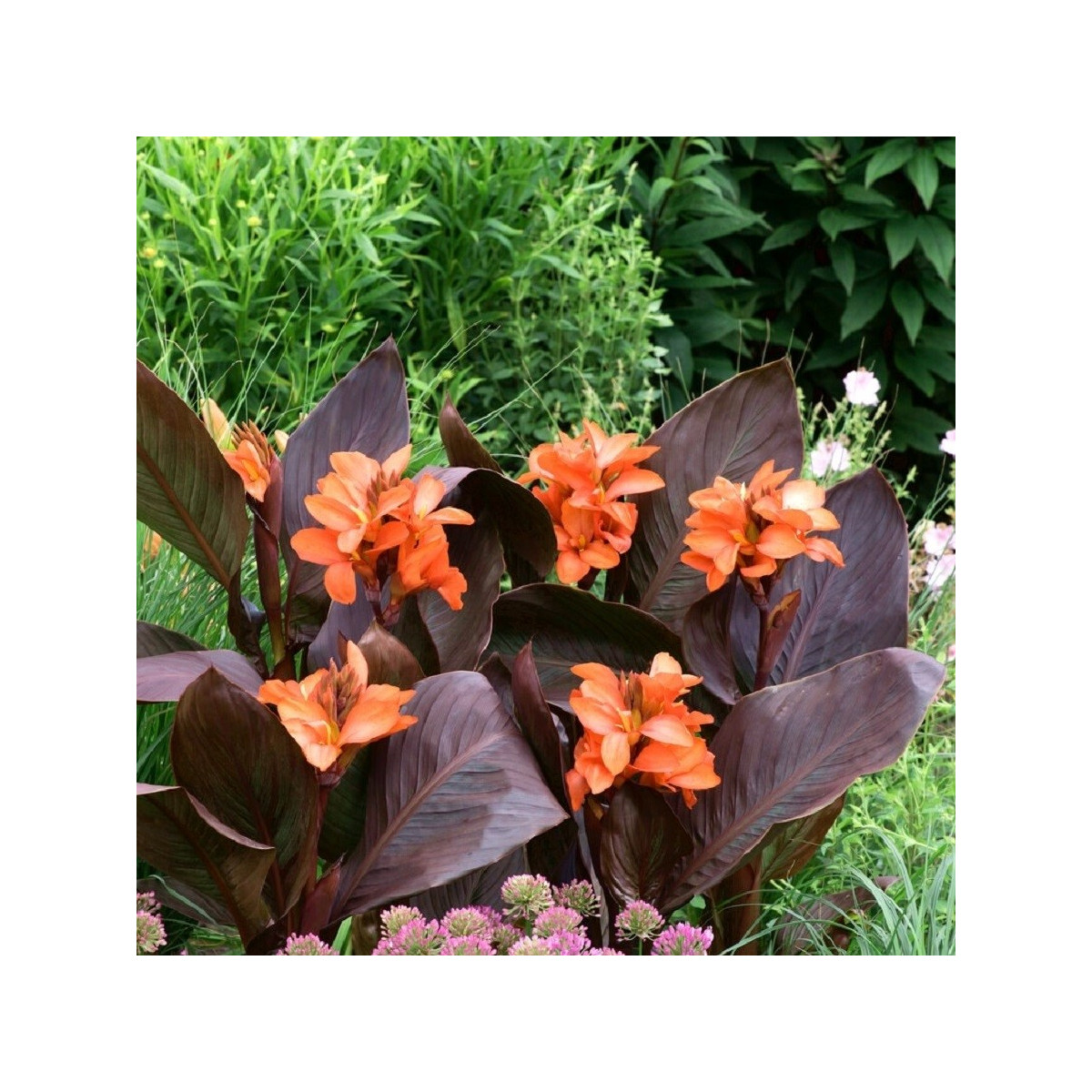 Kana Happy Wilma - Canna - predaj cibuľovín - 1 ks