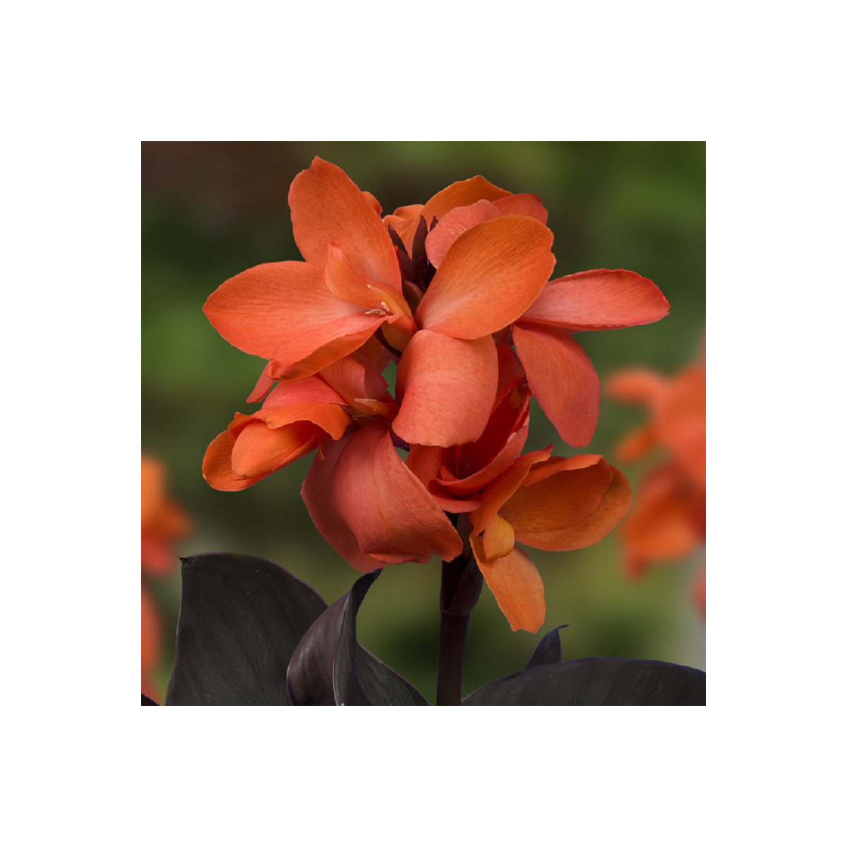 Kana Happy Wilma - Canna - predaj cibuľovín - 1 ks