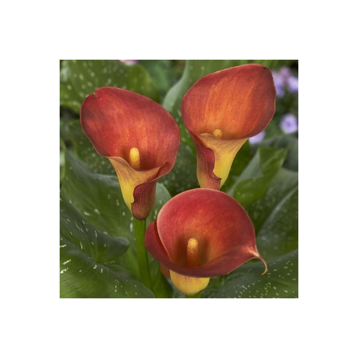 Kala Captain Trinity - Zantedeschia - predaj cibuľovín - 1 ks