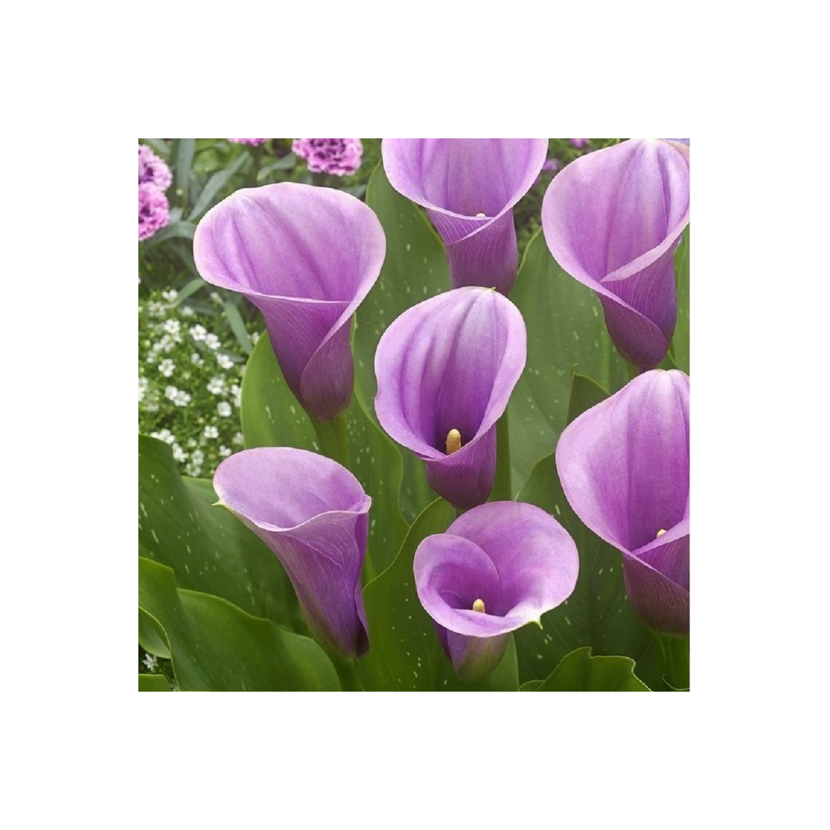 Kala Captain Violetta - Zantedeschia - predaj cibuľovín - 1 ks
