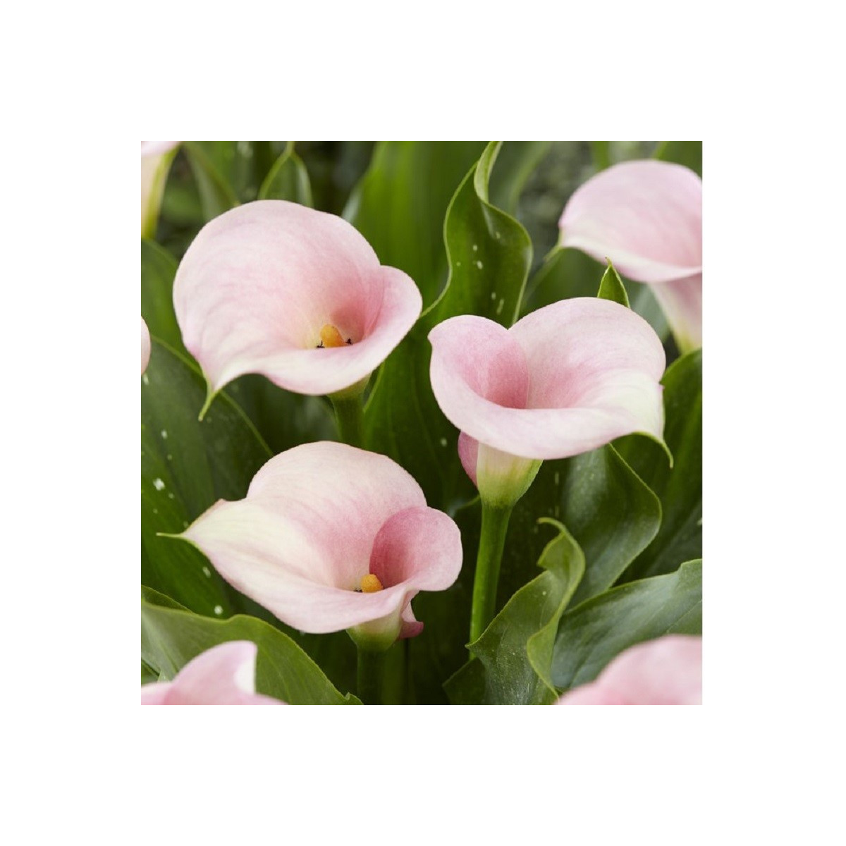Kala Captain Melrose - Zantedeschia - predaj cibuľovín - 1 ks