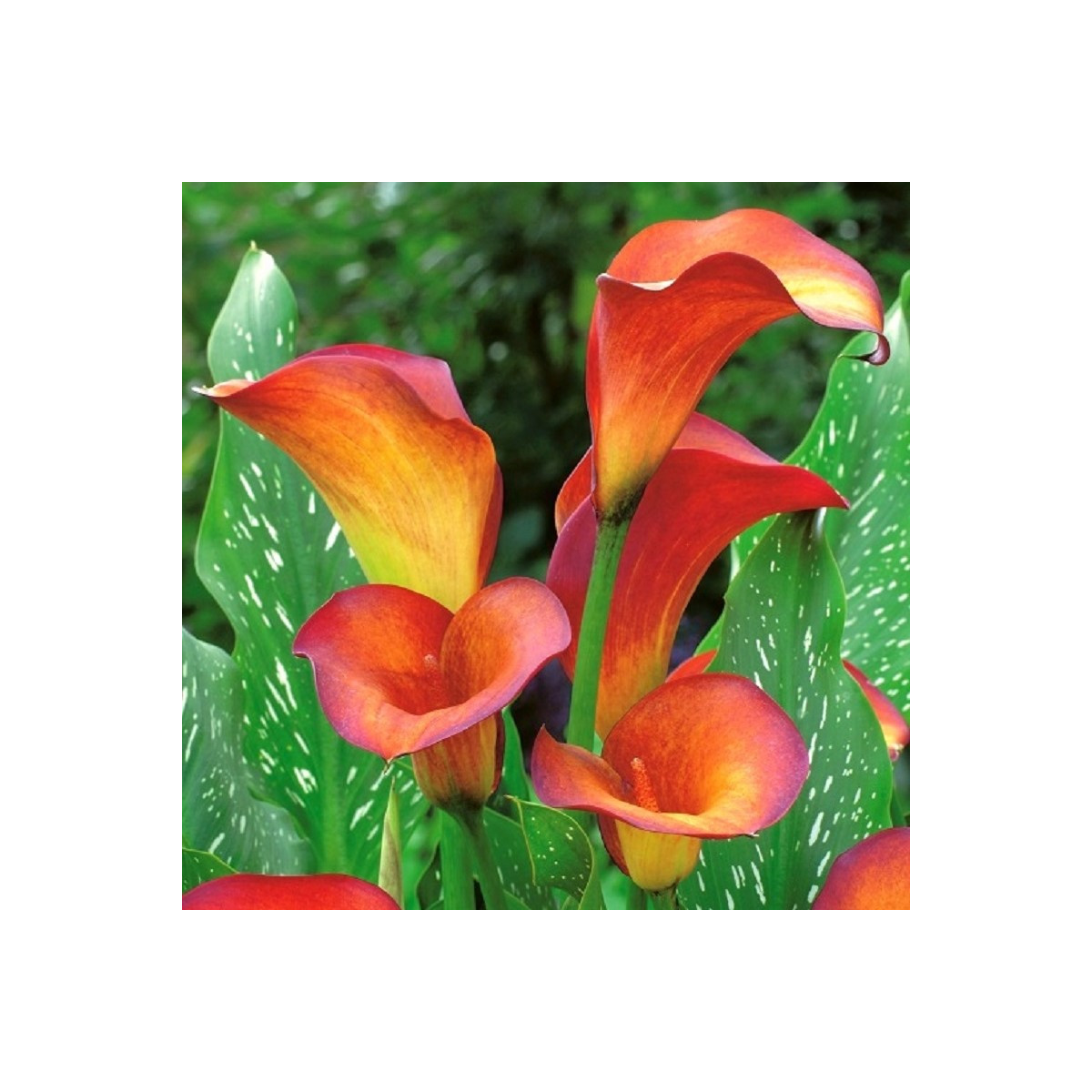 Kala Mango - Zantedeschia - predaj cibuľovín - 1 ks