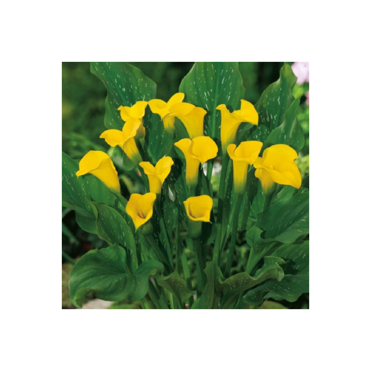 Kala Florex Gold - Zantedeschia - predaj cibuľovín - 1 ks