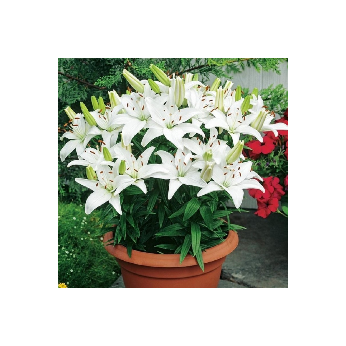 Ľalia Ivory Pixie - Lilium - predaj cibuľovín - 1 ks