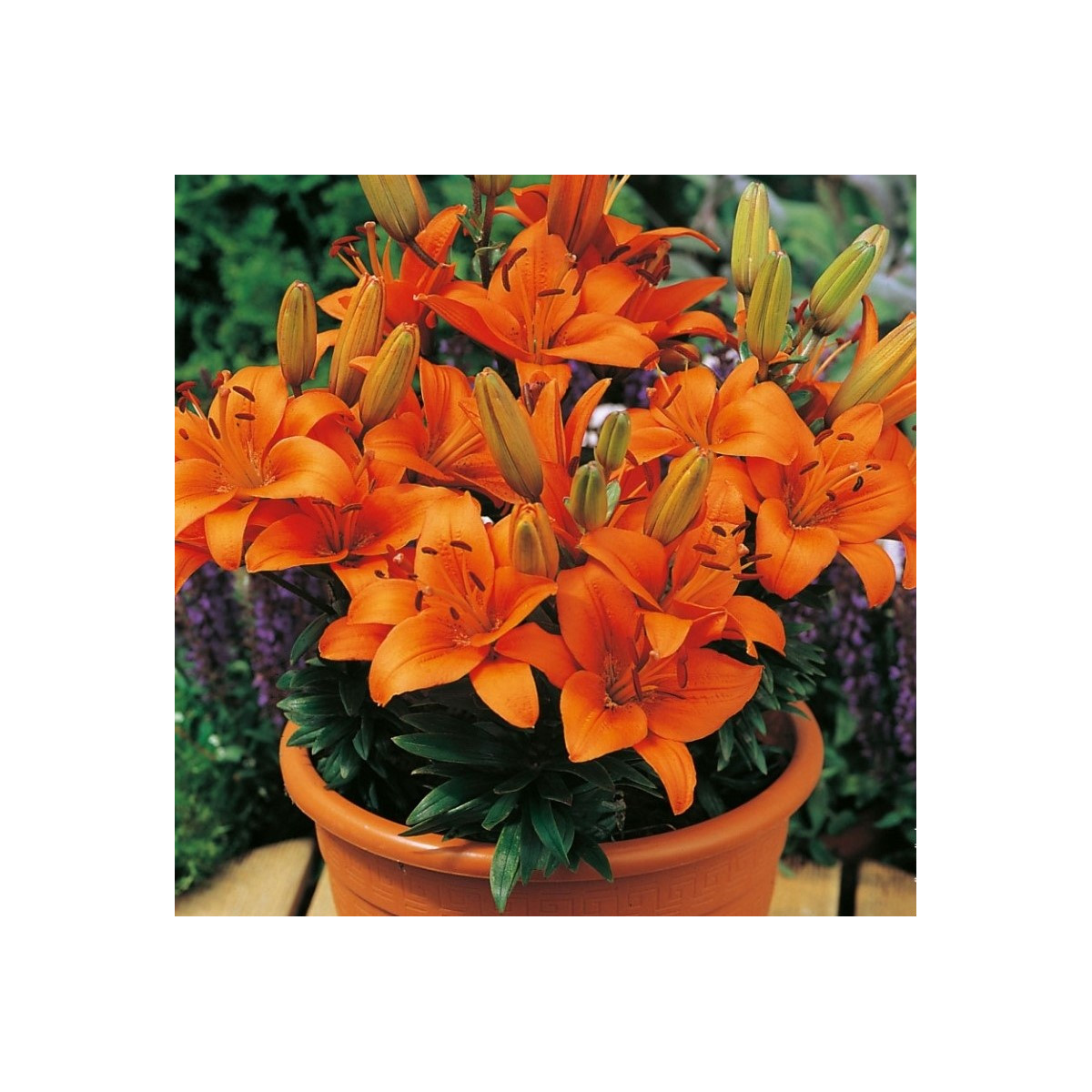 Ľalia Abbersville Pride - Lilium - predaj cibuľovín - 1 ks