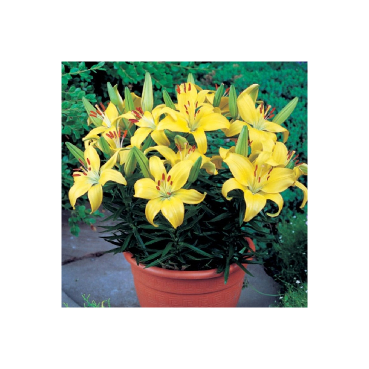 Ľalia Bright Pixie - Lilium - predaj cibuľovín - 1 ks