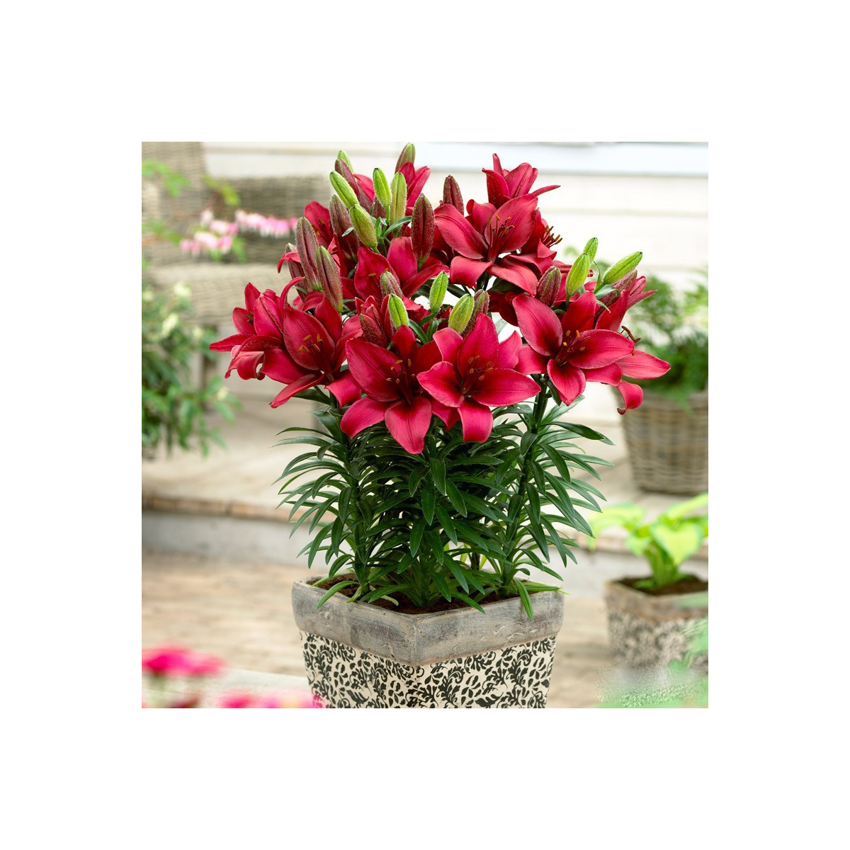 Ľalia Cavoli - Lilium - predaj cibuľovín - 1 ks