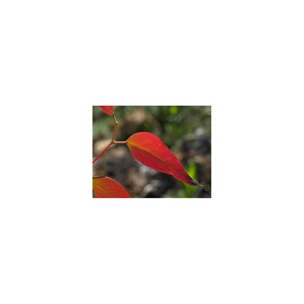 Eukalyptus Kampanulata - semiačka - 7 ks