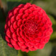 Georgína Singer - Dahlia - predaj cibuľovín - 1 ks