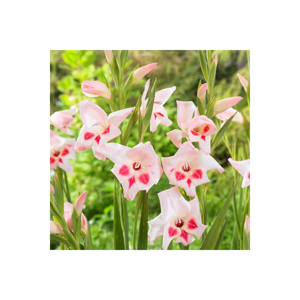 Gladiola nanus Elvira - Gladiolus - predaj cibuľovín - 3 ks