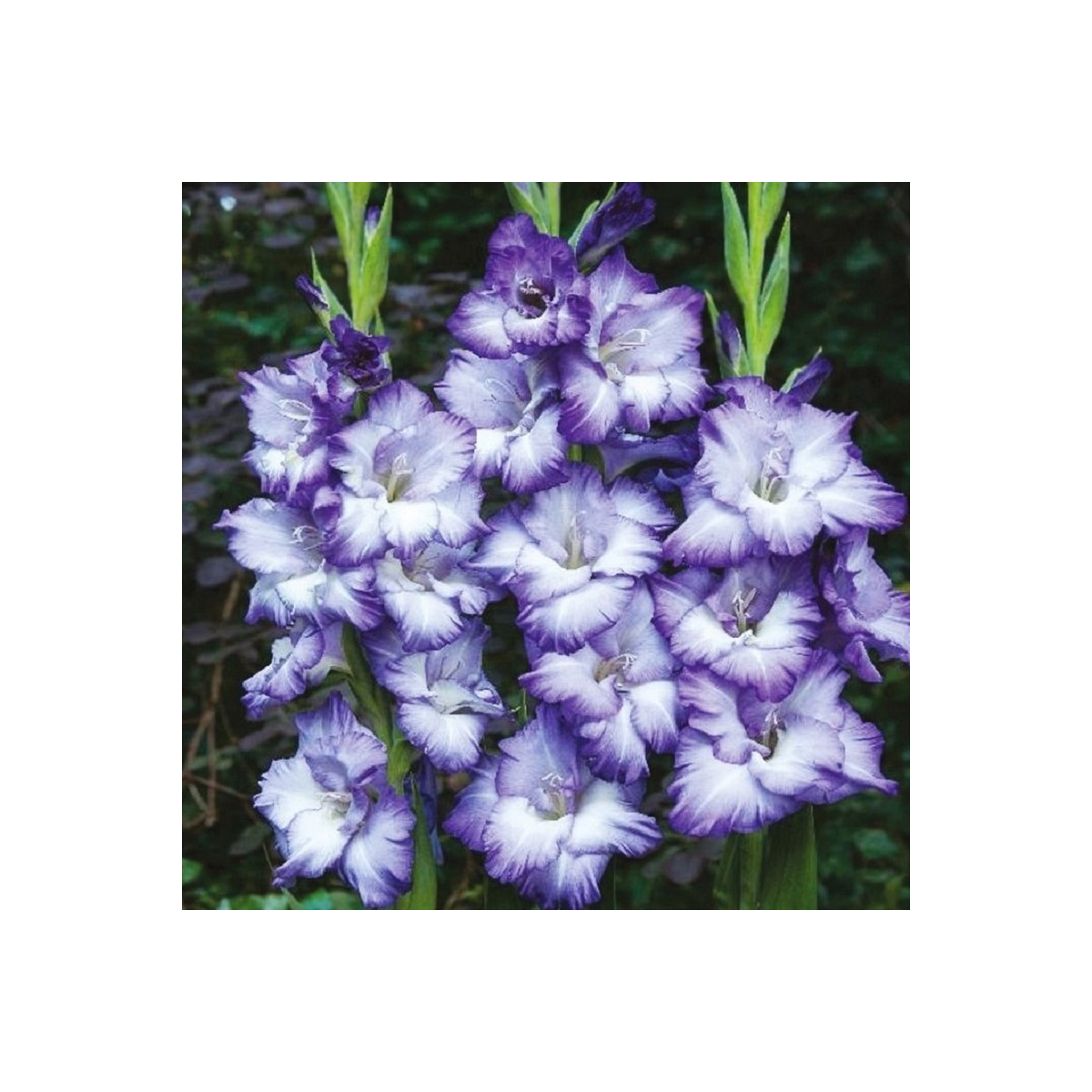 Gladiola Triton - Gladiolus - cibuľoviny na predaj - 3 ks