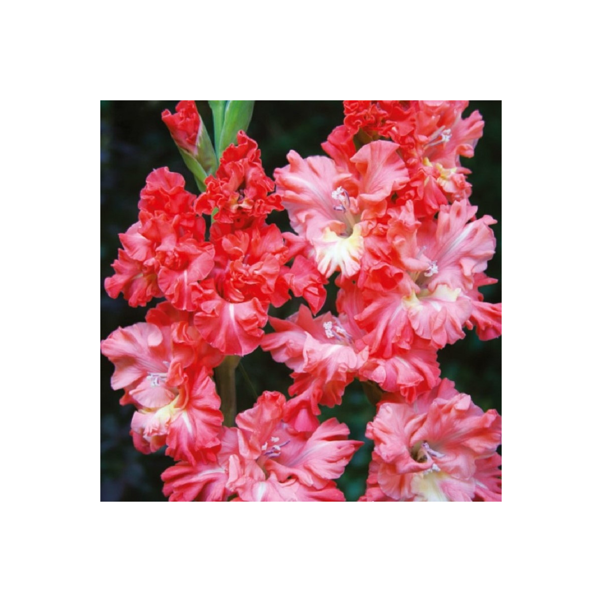 Gladiola You Two Frizzle - Gladiolus - predaj cibuľovín - 3 ks
