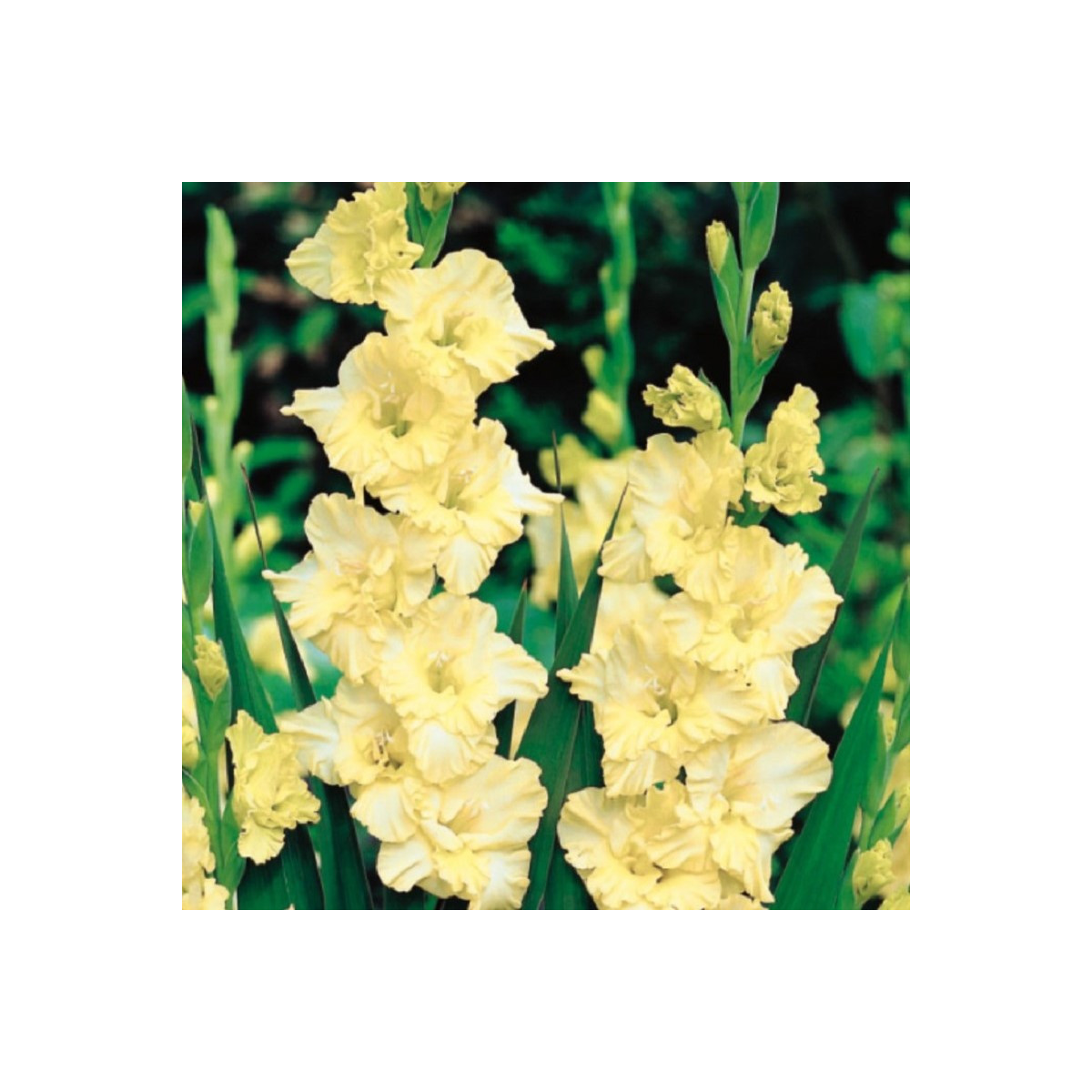 Gladiola Banana Ruffle - Gladiolus - predaj cibuľovín - 3 ks
