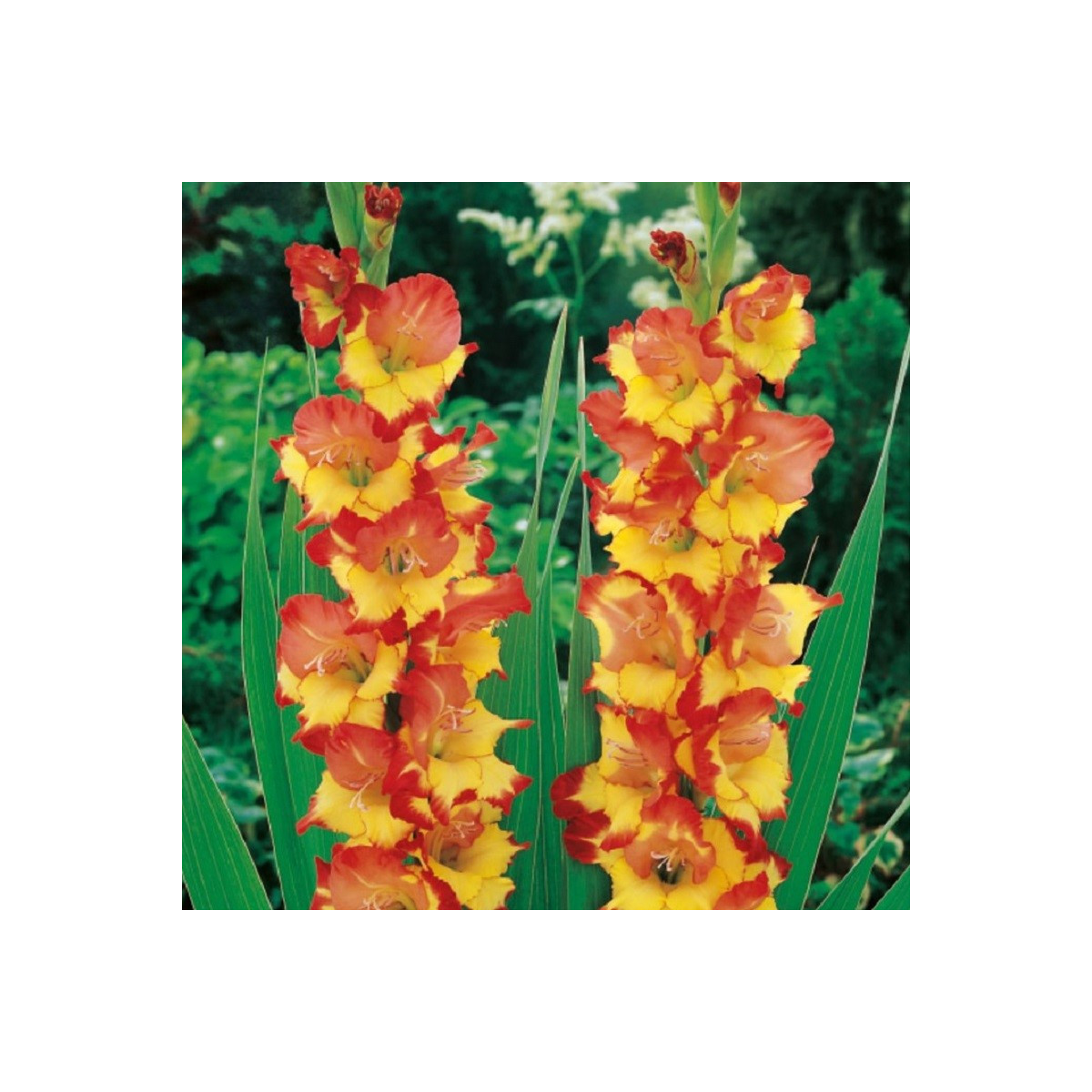 Gladiola Princess Margaret Rose - Gladiolus - predaj cibuľovín - 3 ks