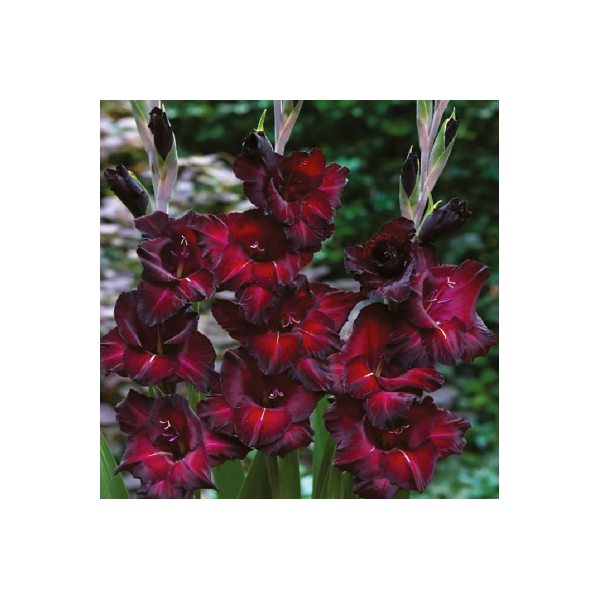 Gladiola Black Surprise - Gladiolus - predaj cibuľovín - 3 ks