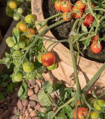 Paradajka kríčková balkónová Tomfall - Solanum lycopersicum - predaj semien - 20 ks