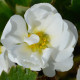 Jahodník Summer Breeze Snow F1 - Fragaria ananassa - predaj semien - 10 ks