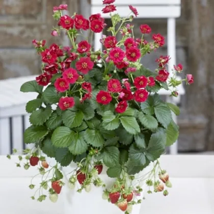 Jahodník Summer Breeze Rose F1 - Fragaria ananassa - predaj semien - 10 ks