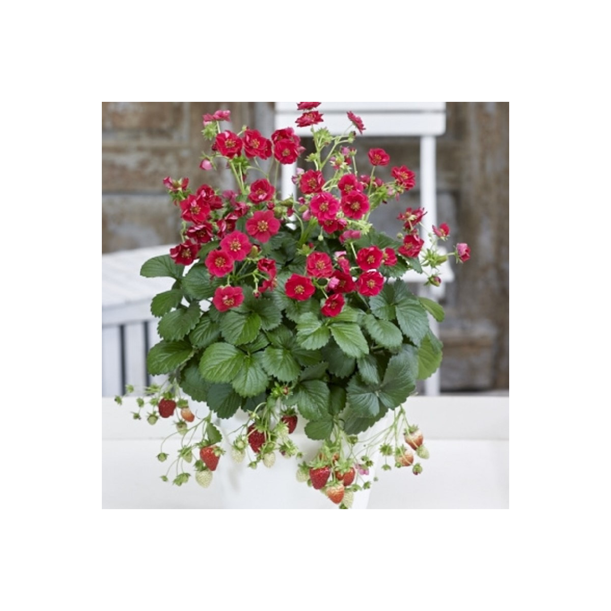 Jahodník Summer Breeze Rose F1 - Fragaria ananassa - predaj semien - 10 ks