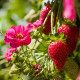 Jahodník Summer Breeze Cherry F1 - Fragaria ananassa - predaj semien - 10 ks