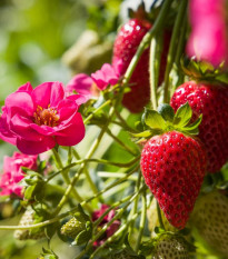 Jahodník Summer Breeze Cherry F1 - Fragaria ananassa - predaj semien - 10 ks