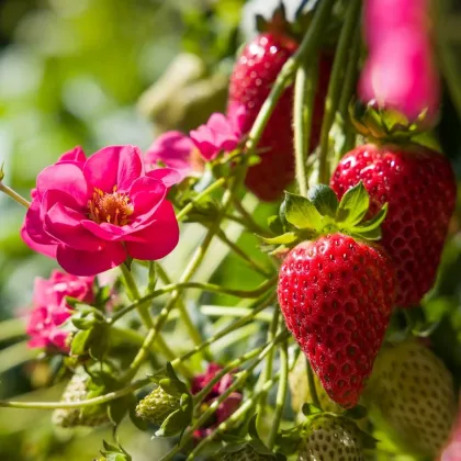 Jahodník Summer Breeze Cherry F1 - Fragaria ananassa - predaj semien - 10 ks