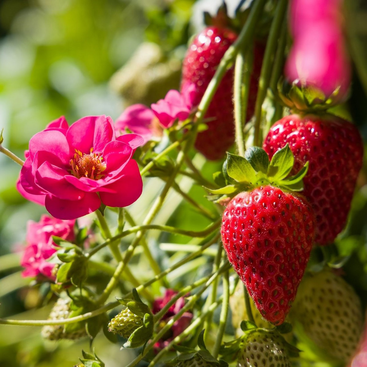 Jahodník Summer Breeze Cherry F1 - Fragaria ananassa - predaj semien - 10 ks