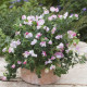 Hrachor vonný zakrpatený Cupid Pink - Lathyrus odoratus - predaj semien - 12 ks