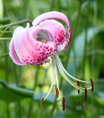 Ľalia speciosum rubrum - Lilium - predaj cibuľovín - 1 ks