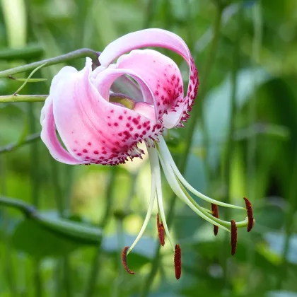 Ľalia speciosum rubrum - Lilium - predaj cibuľovín - 1 ks