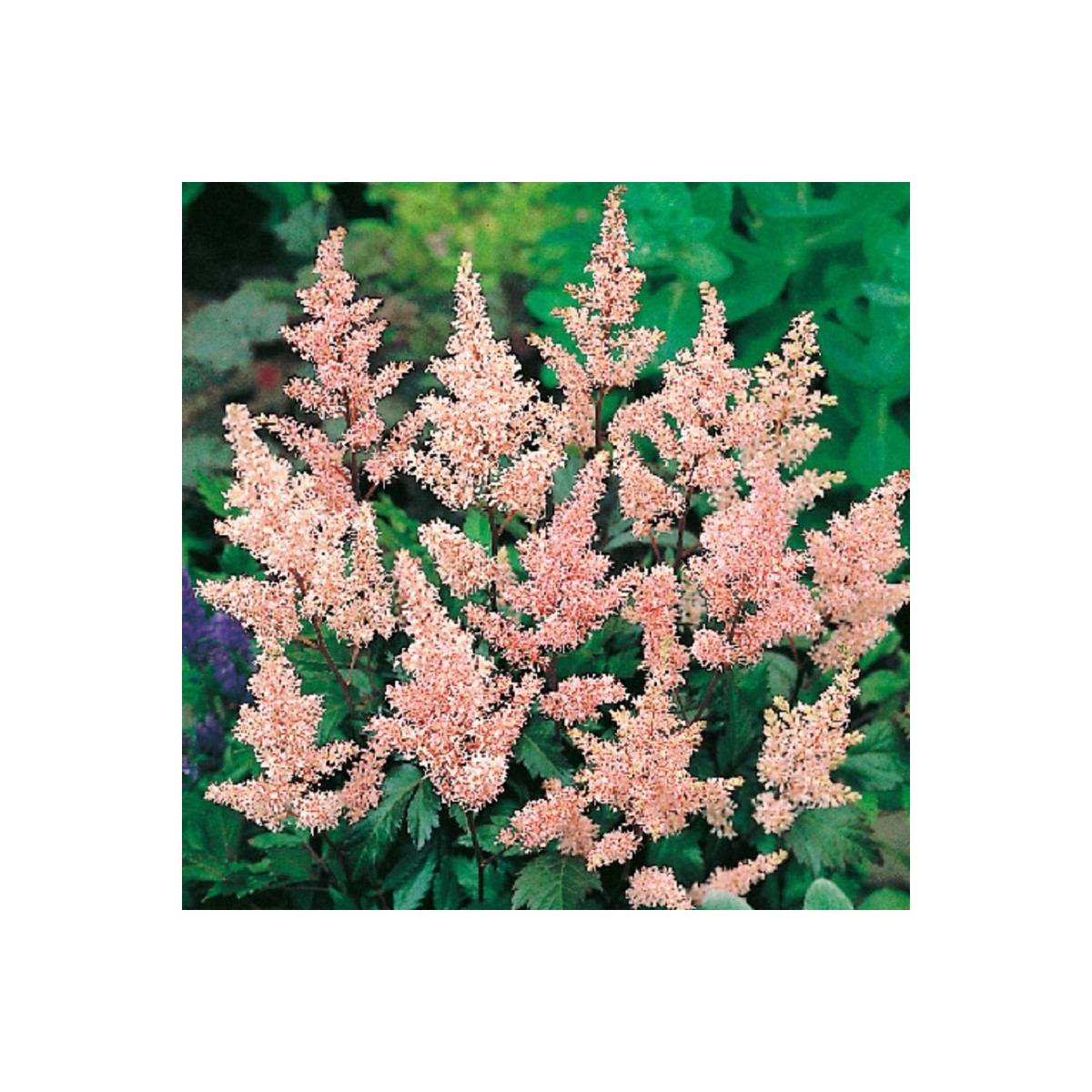 Astilba Peach Blossom - Astilbe japonica - predaj cibuľovín - 1 ks