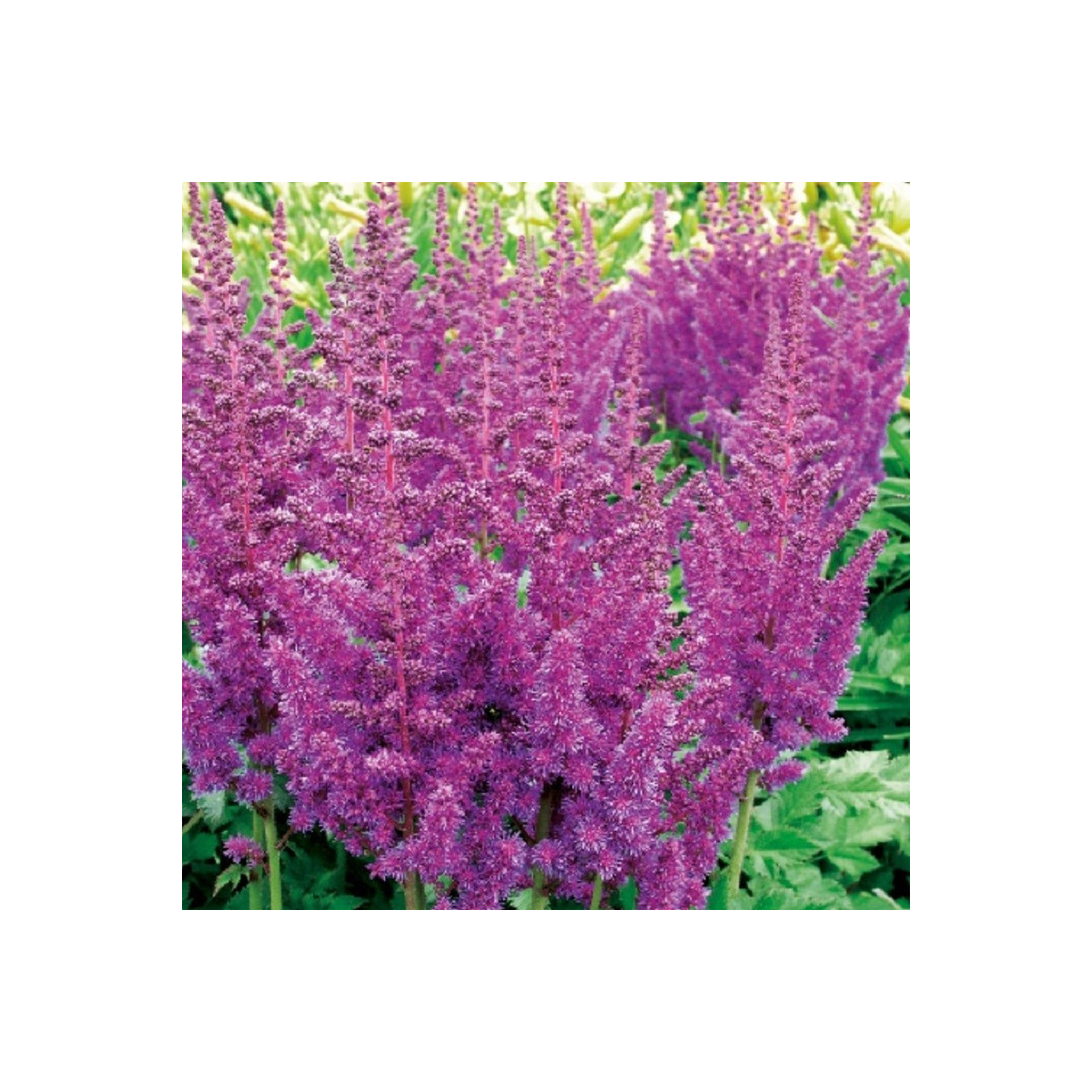 Astilba modrá - Astilbe - predaj cibuľovín - 1 ks