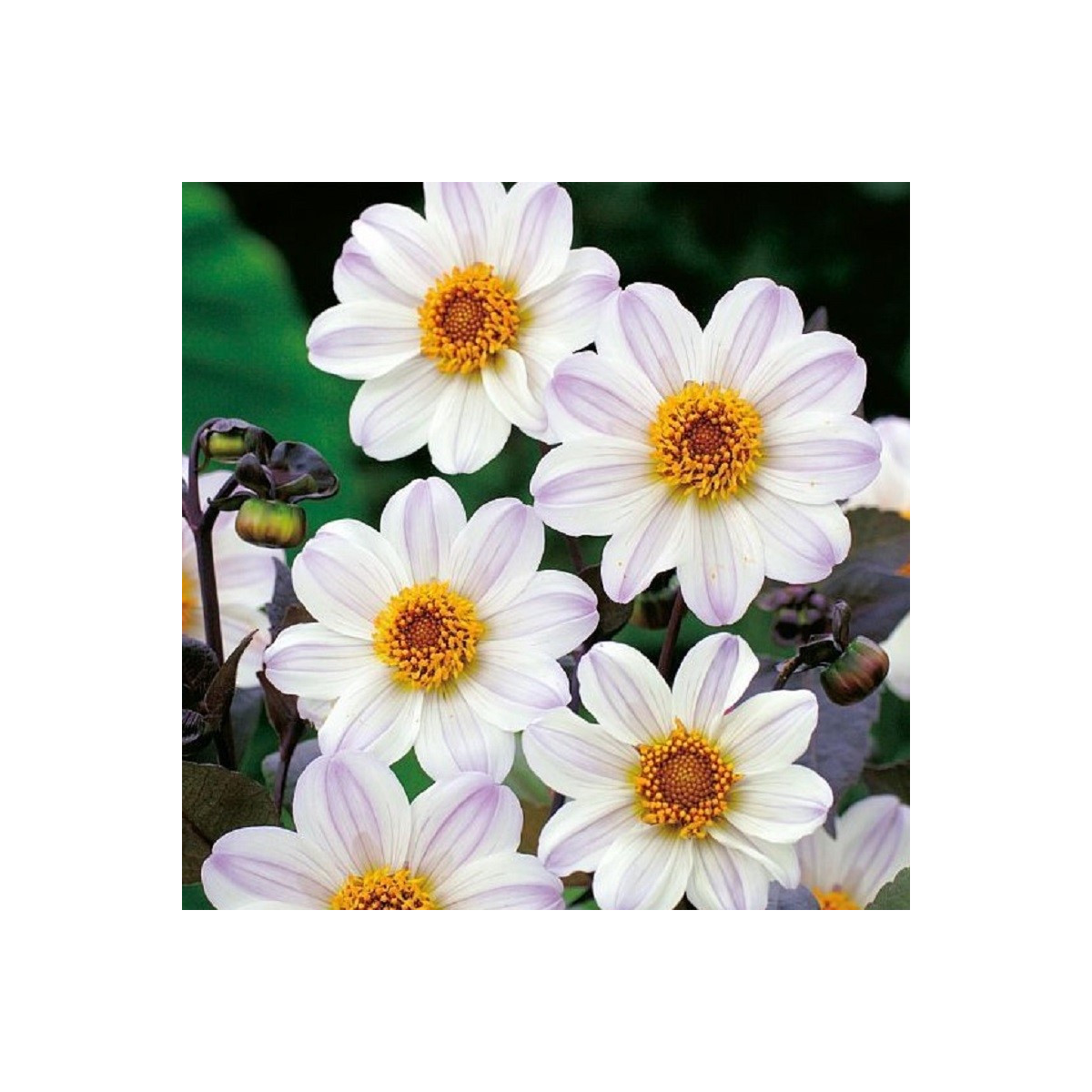Georgína Bishop of Dover - Dahlia - predaj cibuľovín - 1 ks
