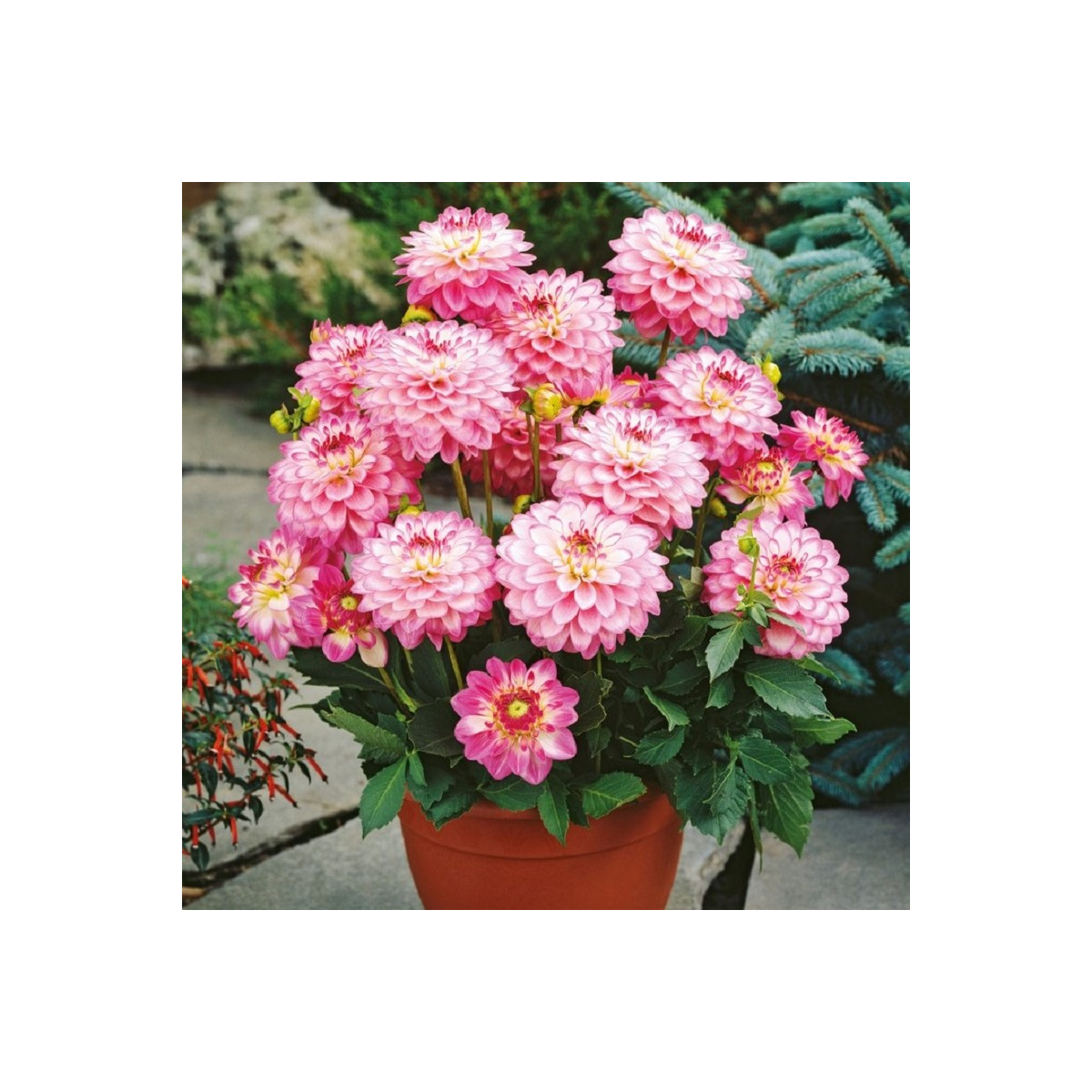 Georgína Melody Dixie - Dahlia - predaj cibuľovín - 1 ks