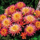 Georgína Melody Gipsy - Dahlia - predaj cibuľovín - 1 ks