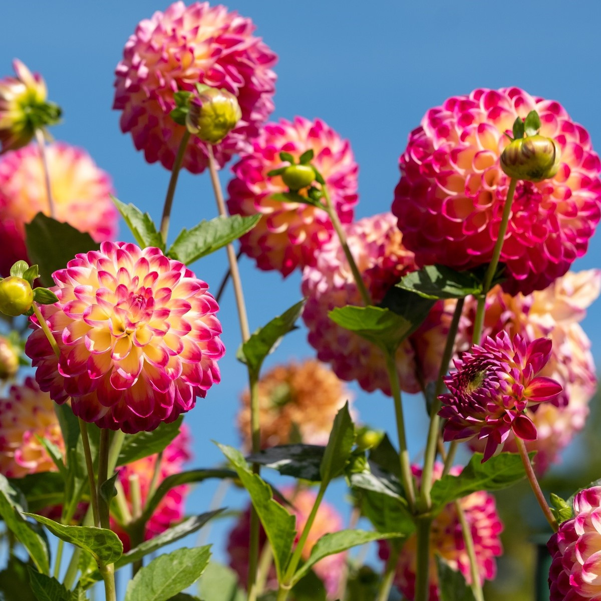Georgína Hapet Daydream - Dahlia - predaj cibuľovín - 1 ks