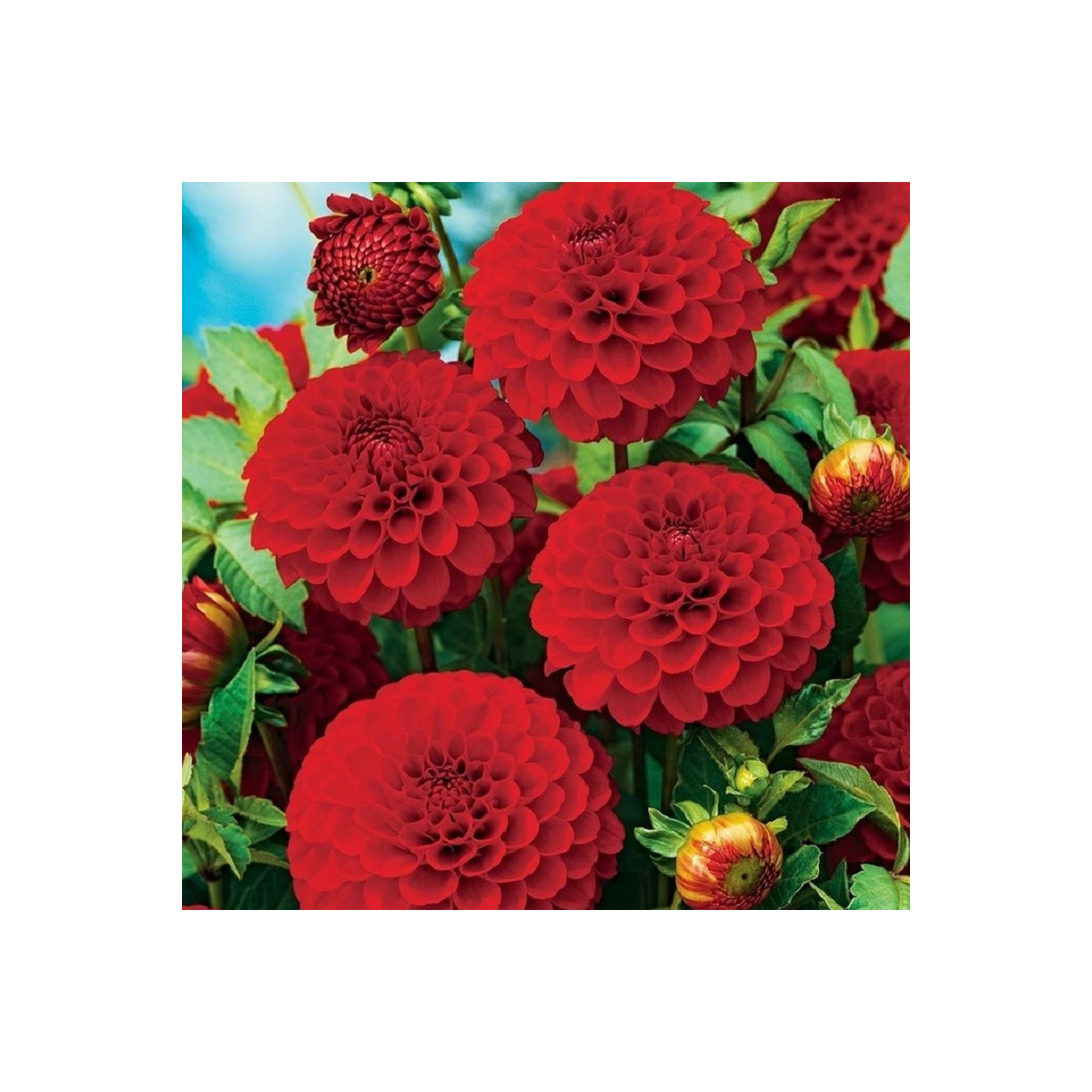Georgína Glow - Dahlia - predaj cibuľovín - 1 ks
