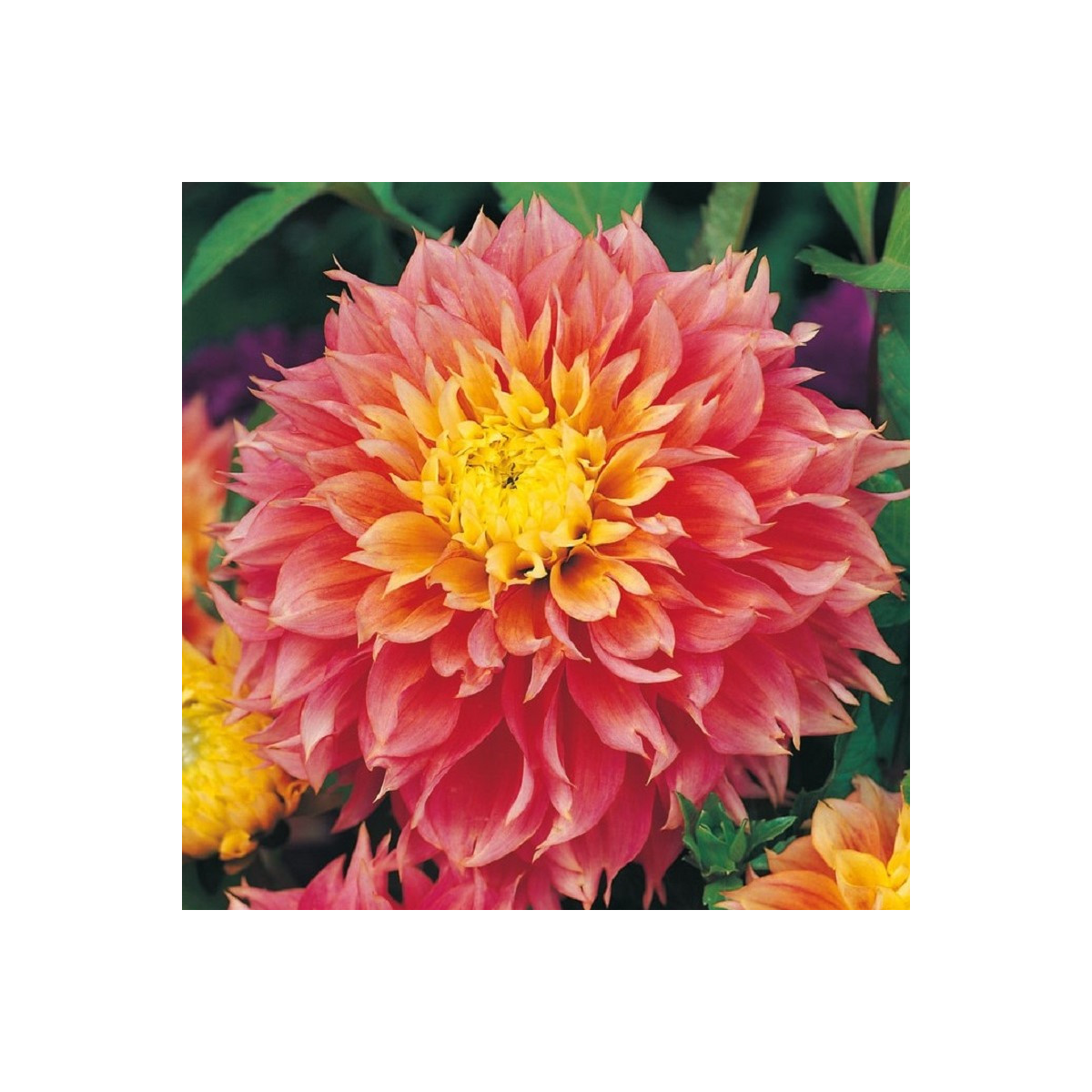 Georgína Kogane Fubuki - Dahlia - predaj cibuľovín - 1 ks