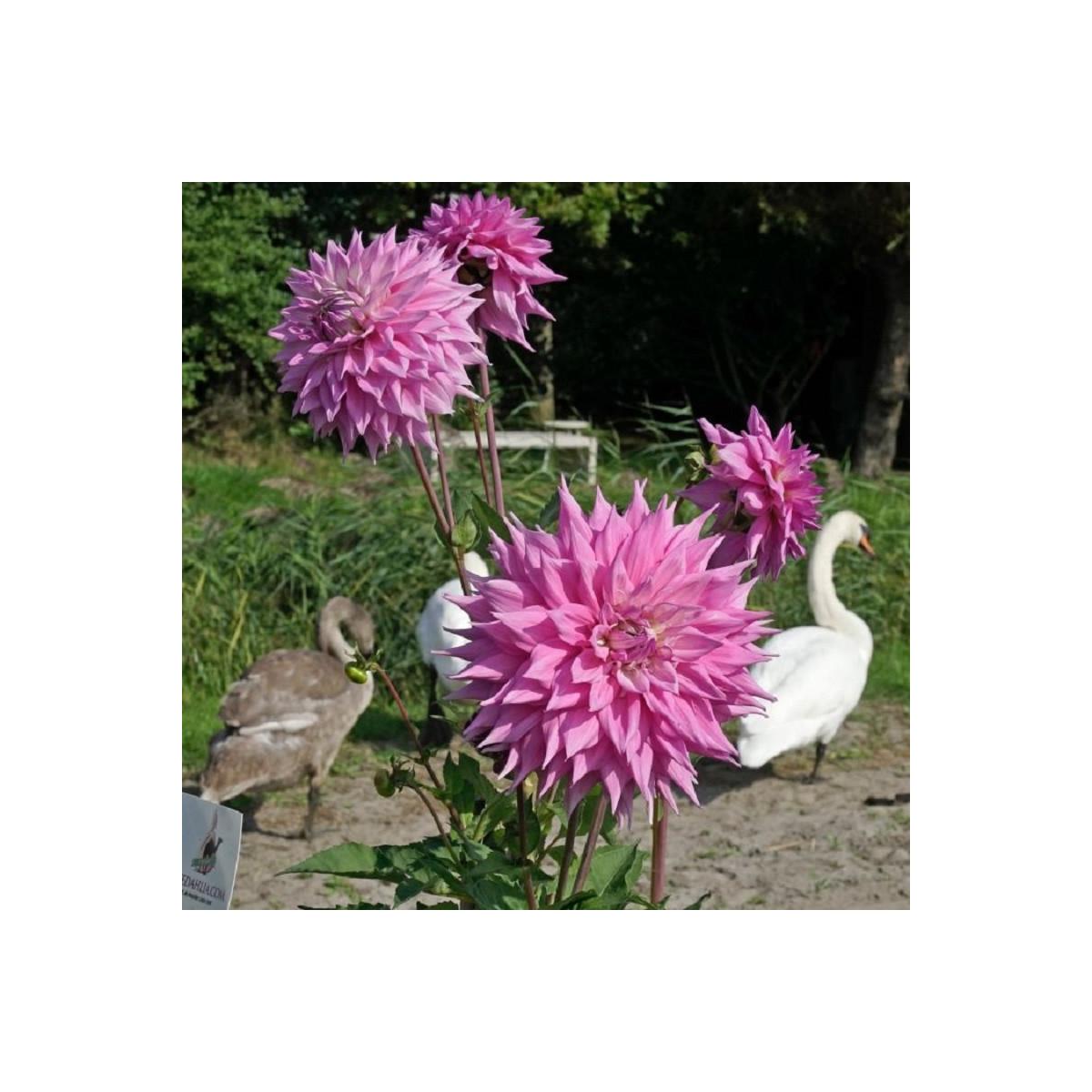 Georgína Sir Alf Ramsey - Dahlia - predaj cibuľovín - 1 ks
