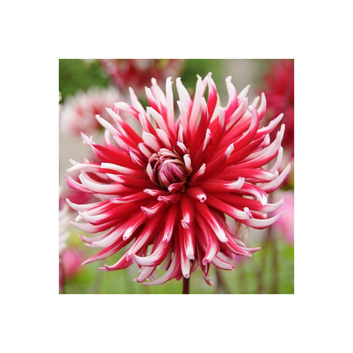 Georgína Friqoulet - Dahlia - predaj cibuľovín - 1 ks