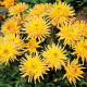 Georgína Garden Princess - Dahlia - predaj cibuľovín - 1 ks