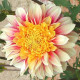 Georgína Polka - Dahlia - predaj cibuľovín - 1 ks